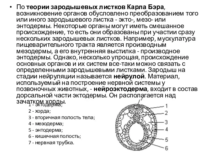 По теории зародышевых листков Карла Бэра, возникновение органов обусловлено преобразованием