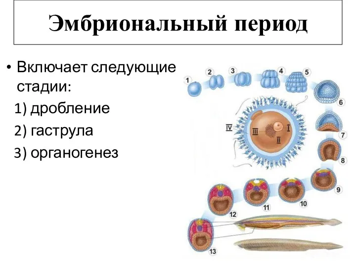 Эмбриональный период Включает следующие стадии: 1) дробление 2) гаструла 3) органогенез