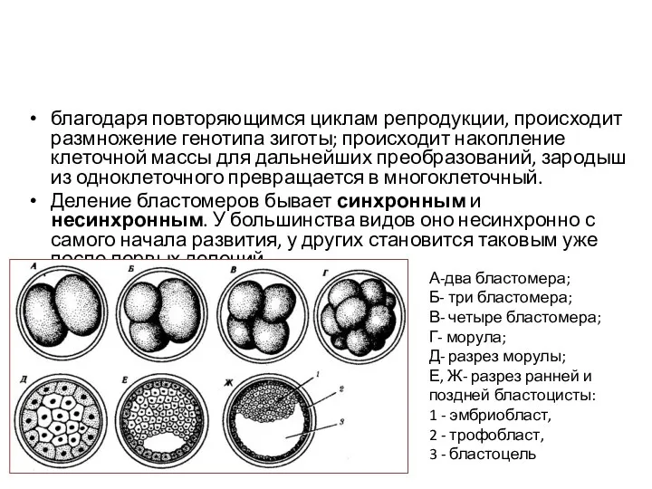 Биологическое значение процесса дробления благодаря повторяющимся циклам репродукции, происходит размножение