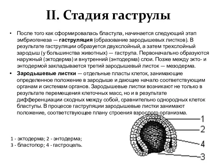 II. Стадия гаструлы После того как сформировалась бластула, начинается следующий