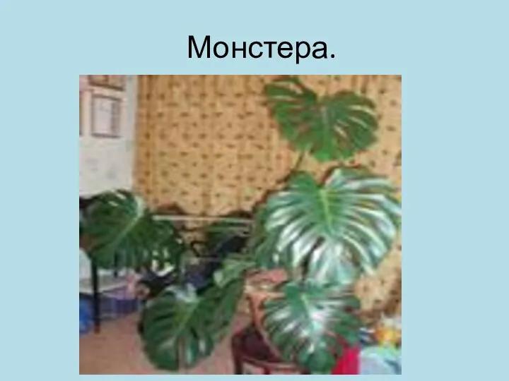 Монстера.