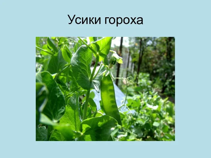 Усики гороха