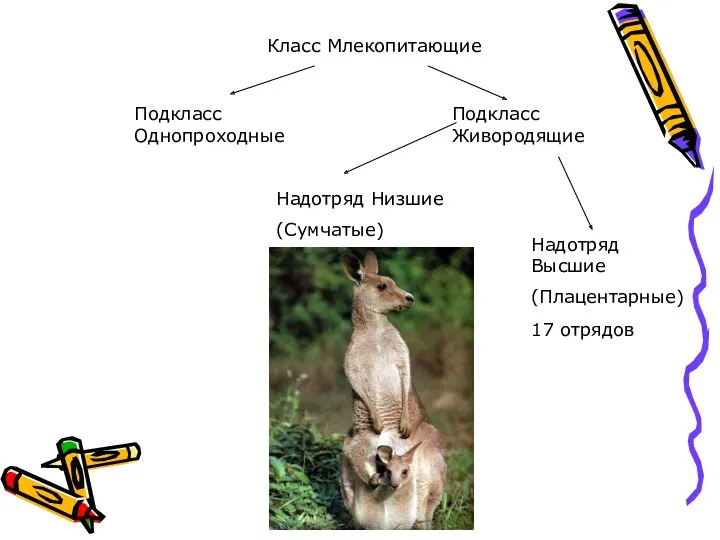 Класс Млекопитающие Подкласс Однопроходные Подкласс Живородящие Надотряд Низшие (Сумчатые) Надотряд Высшие (Плацентарные) 17 отрядов