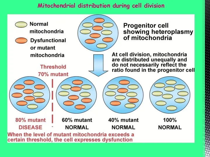 Mitochondrial distribution during cell division