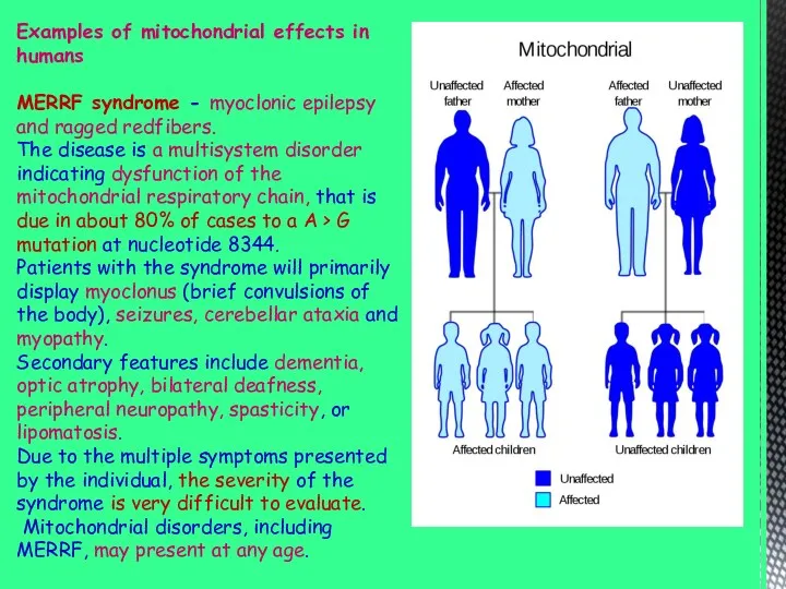 Examples of mitochondrial effects in humans MERRF syndrome - myoclonic