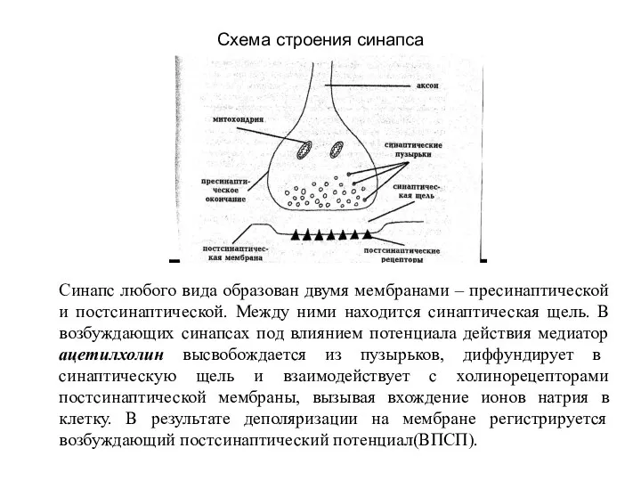 Схема строения синапса Синапс любого вида образован двумя мембранами –