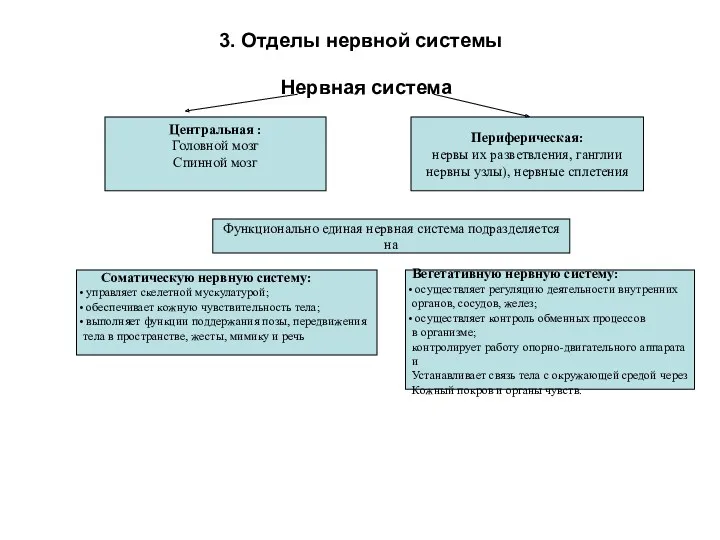 3. Отделы нервной системы Нервная система Центральная : Головной мозг