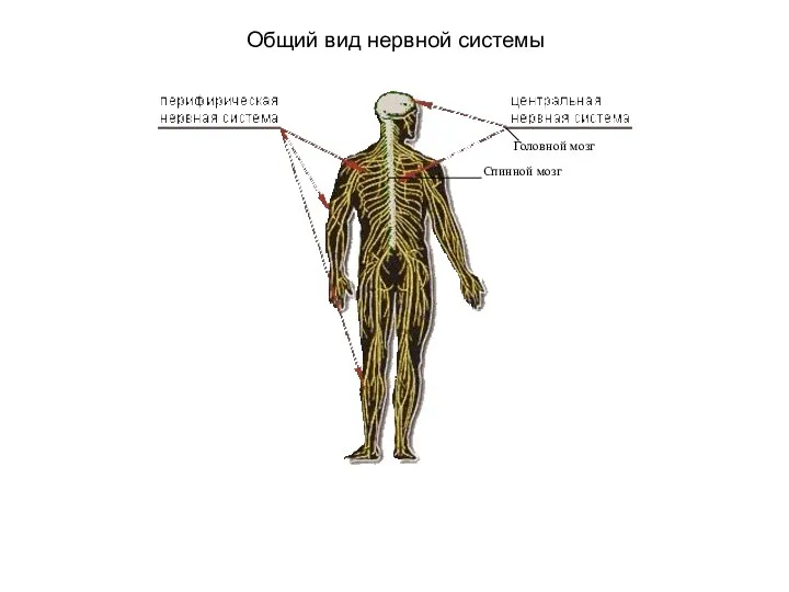 Общий вид нервной системы Головной мозг Спинной мозг