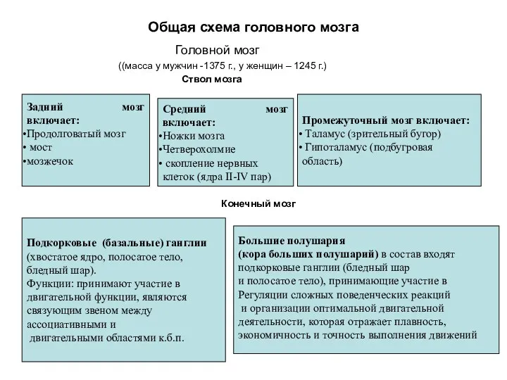 Общая схема головного мозга Головной мозг ((масса у мужчин -1375