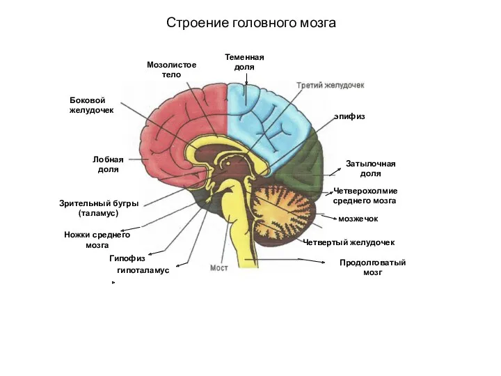 Строение головного мозга Теменная доля Боковой желудочек Мозолистоетело Лобная доля