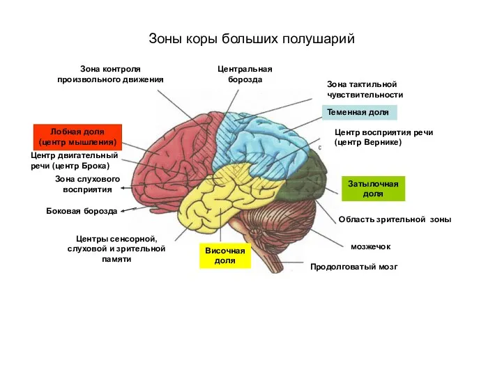 Зоны коры больших полушарий Центральная борозда Зона тактильной чувствительности Теменная