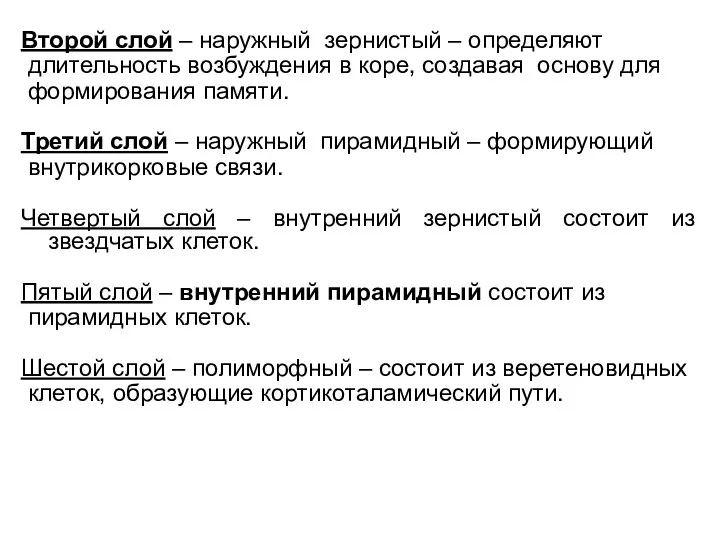 Второй слой – наружный зернистый – определяют длительность возбуждения в