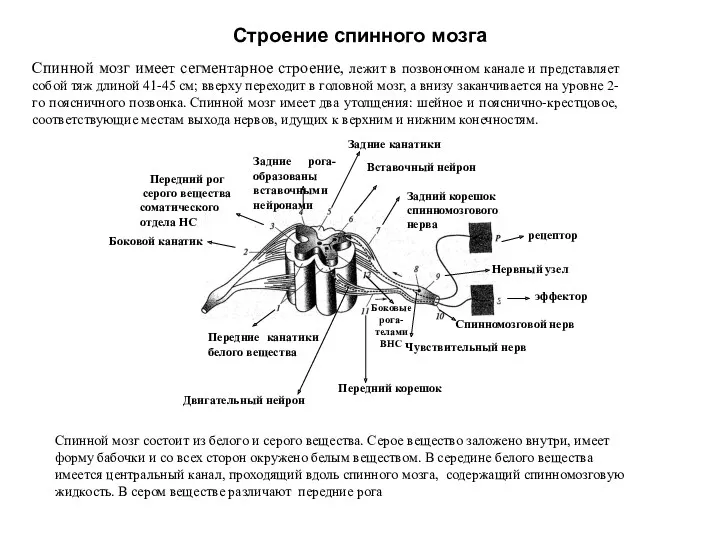 Строение спинного мозга Передние канатики белого вещества Боковой канатик Передний