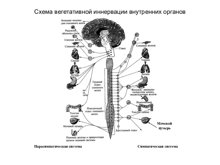 Схема вегетативной иннервации внутренних органов Парасимпатическая система Симпатическая система Мочевой пузырь