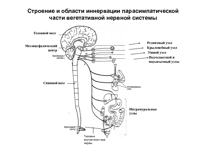 Строение и области иннервации парасимпатической части вегетативной нервной системы Головной