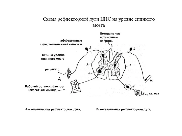 рецептор афферентные (чувствительные) нейроны ЦНС на уровне спинного мозга Эфферентные