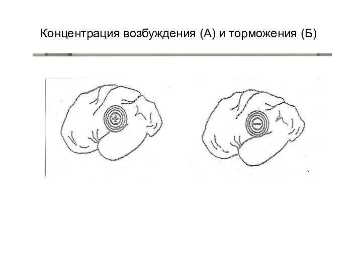 Концентрация возбуждения (А) и торможения (Б)