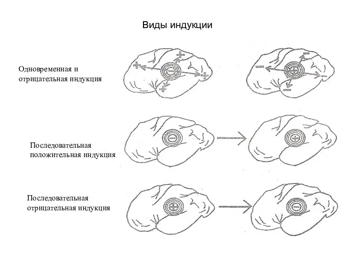 Виды индукции Одновременная и отрицательная индукция Последовательная положительная индукция Последовательная отрицательная индукция