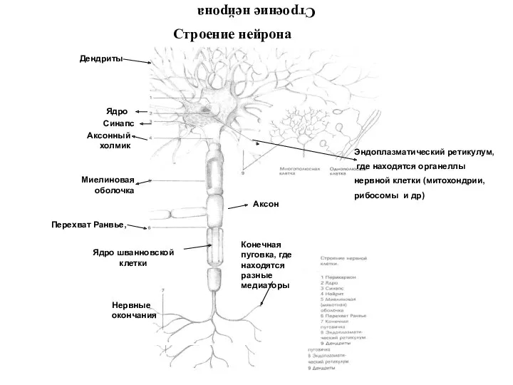 Строение нейрона Строение нейрона Перехват Ранвье, Миелиновая оболочка Нервные окончания