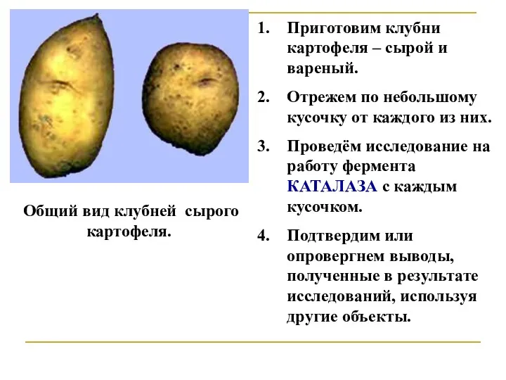 Общий вид клубней сырого картофеля. Приготовим клубни картофеля – сырой