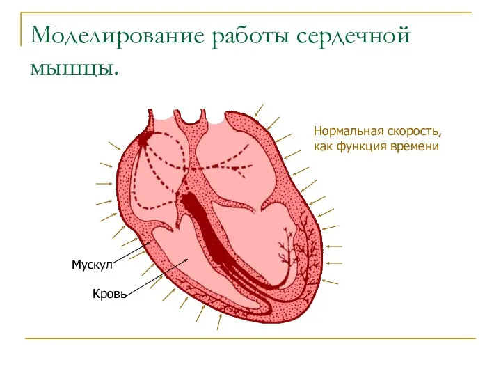 Мускул Кровь Нормальная скорость, как функция времени Моделирование работы сердечной мышцы.