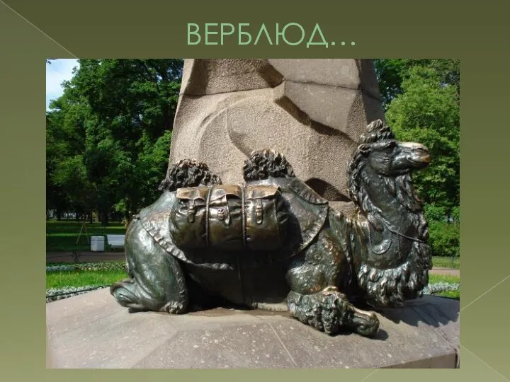 ВЕРБЛЮД…