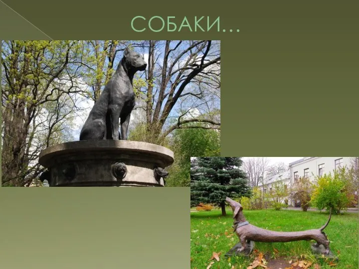 СОБАКИ…