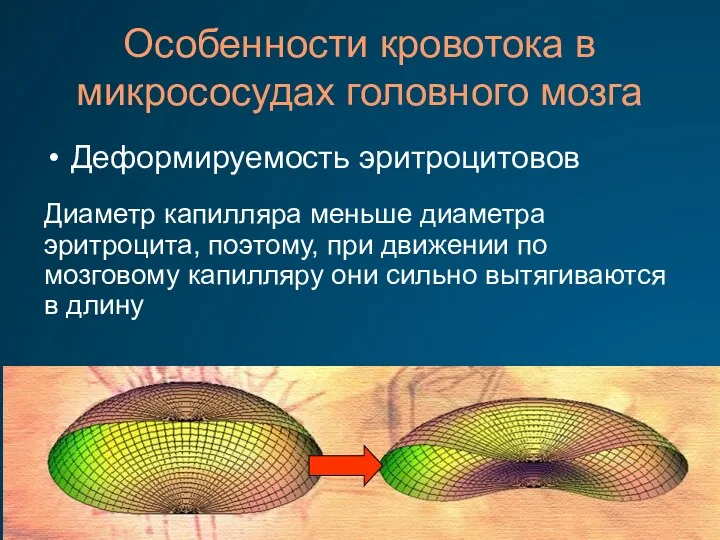 Особенности кровотока в микрососудах головного мозга Деформируемость эритроцитовов Диаметр капилляра