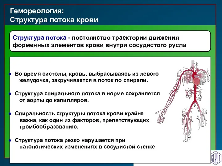 Гемореология: Структура потока крови Структура потока - постоянство траектории движения