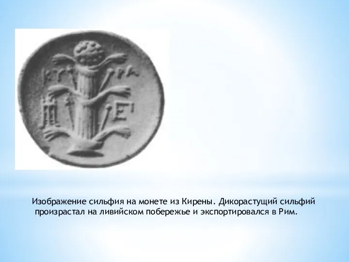 Изображение сильфия на монете из Кирены. Дикорастущий сильфий произрастал на ливийском побережье и экспортировался в Рим.