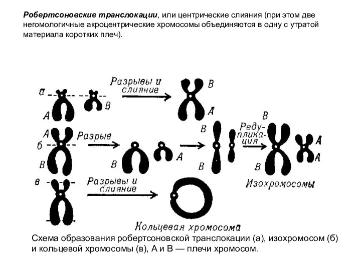 Схема образования робертсоновской транслокации (а), изохромосом (б) и кольцевой хромосомы (в), A и