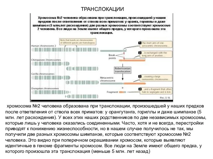 ТРАНСЛОКАЦИИ хромосома №2 человека образована при транслокации, произошедшей у наших предков после ответвления