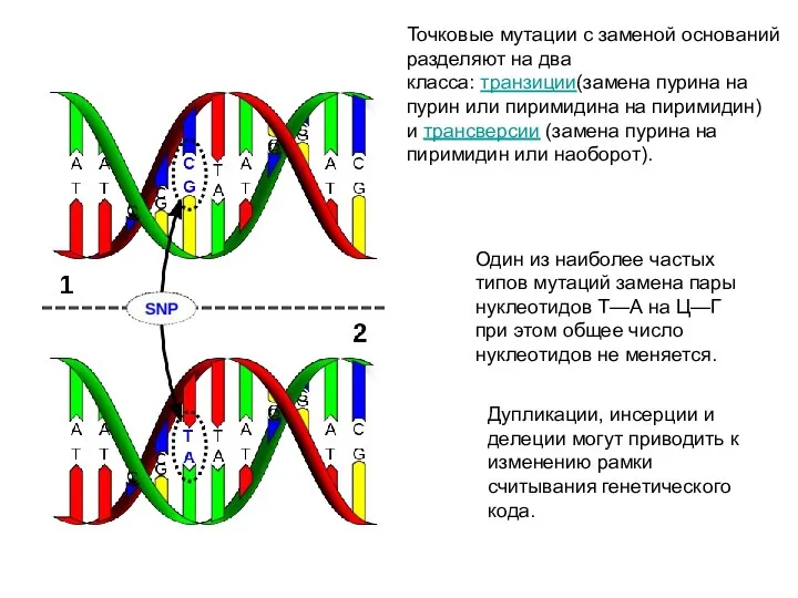 Один из наиболее частых типов мутаций замена пары нуклеотидов Т—А на Ц—Г при