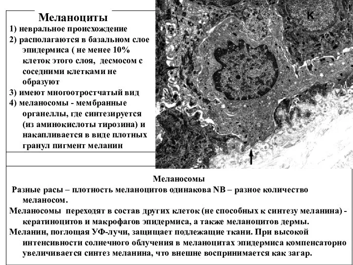 Меланоциты