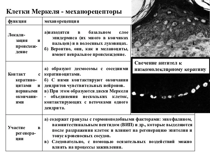 Клетки Меркеля - механорецепторы Свечение антител к низкомолеклярному кератину