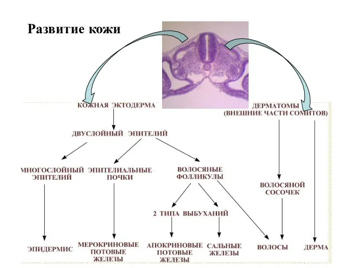 Развитие кожи