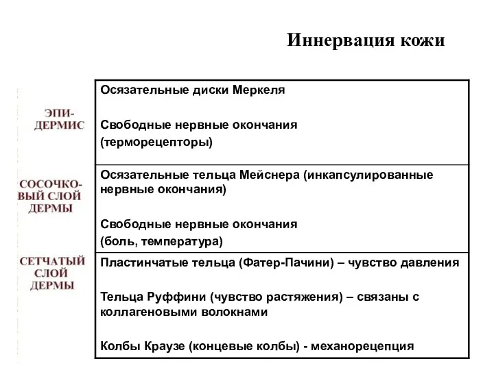 Иннервация кожи