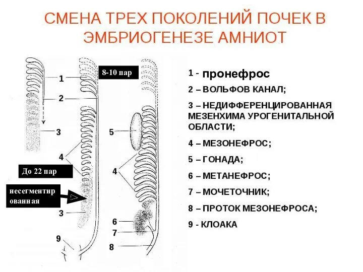 8-10 пар До 22 пар несегментированная пронефрос