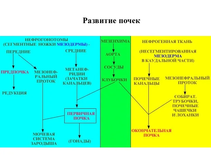 Развитие почек