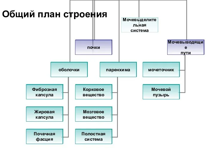 Общий план строения