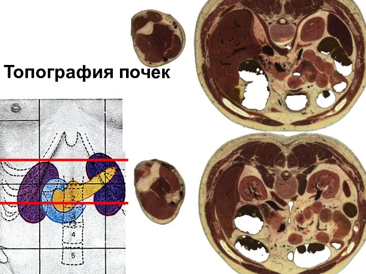 Топография почек