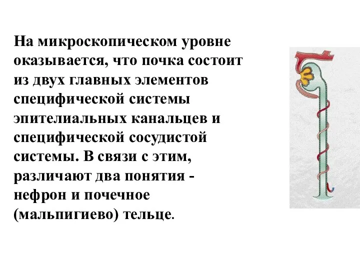 На микроскопическом уровне оказывается, что почка состоит из двух главных