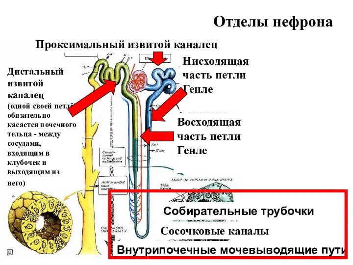 Отделы нефрона Проксимальный извитой каналец Нисходящая часть петли Генле Дистальный