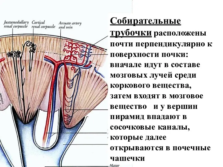 Собирательные трубочки расположены почти перпендикулярно к поверхности почки: вначале идут