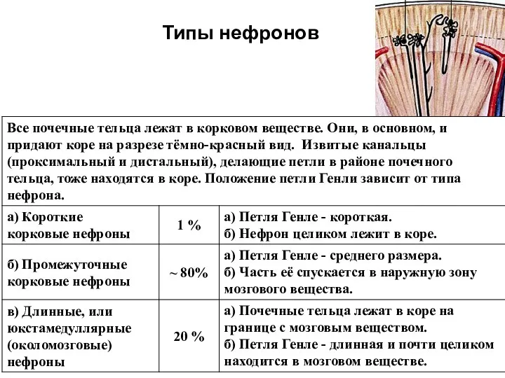 Типы нефронов