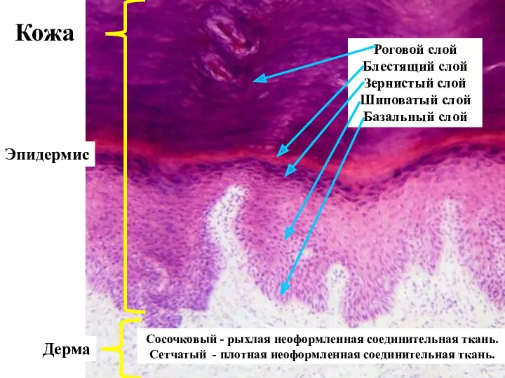 Кожа Эпидермис Дерма Роговой слой Блестящий слой Зернистый слой Шиповатый