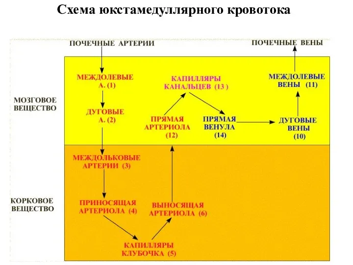 Схема юкстамедуллярного кровотока