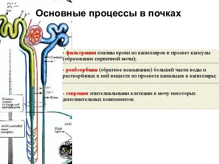 Основные процессы в почках