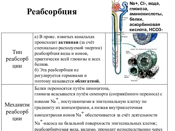 Реабсорбция Na+, Cl-, вода, глюкоза, аминокислоты, белки, аскорбиновая кислота, HCO3-