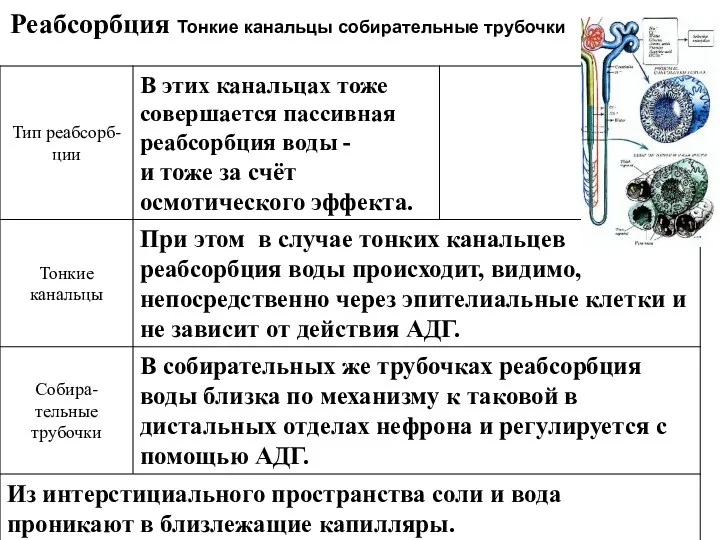 Реабсорбция Тонкие канальцы собирательные трубочки